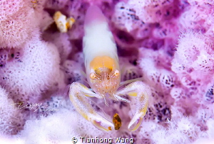 SECRET GARDEN
shrimp in the dream world by Tianhong Wang 